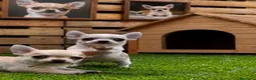 Chihuahua perros en venta: Cachorritos toy cabeza manzana - Anuncio 1
