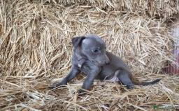 Whippet perros en venta: Whippet  - Imagen 6