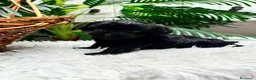 Maltipoo perros en venta: MALTIPOO HEMBRA  - Anuncio 3