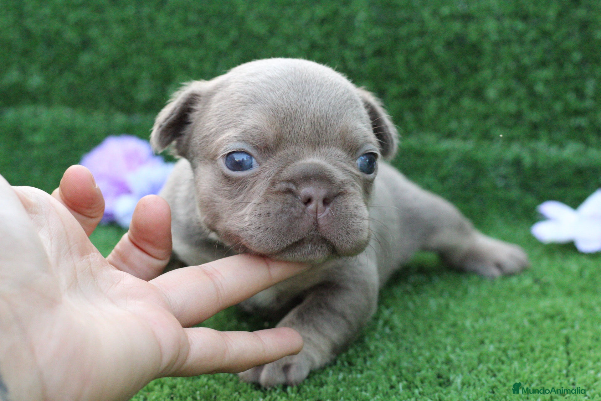 Bulldog Francés perros en venta: Bulldog francés exóticos  - Anuncio 8