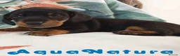 Teckel Miniatura perros en venta: Teckel Macho de Tria y Tilo 1760 AQUANATURA - Anuncio 3