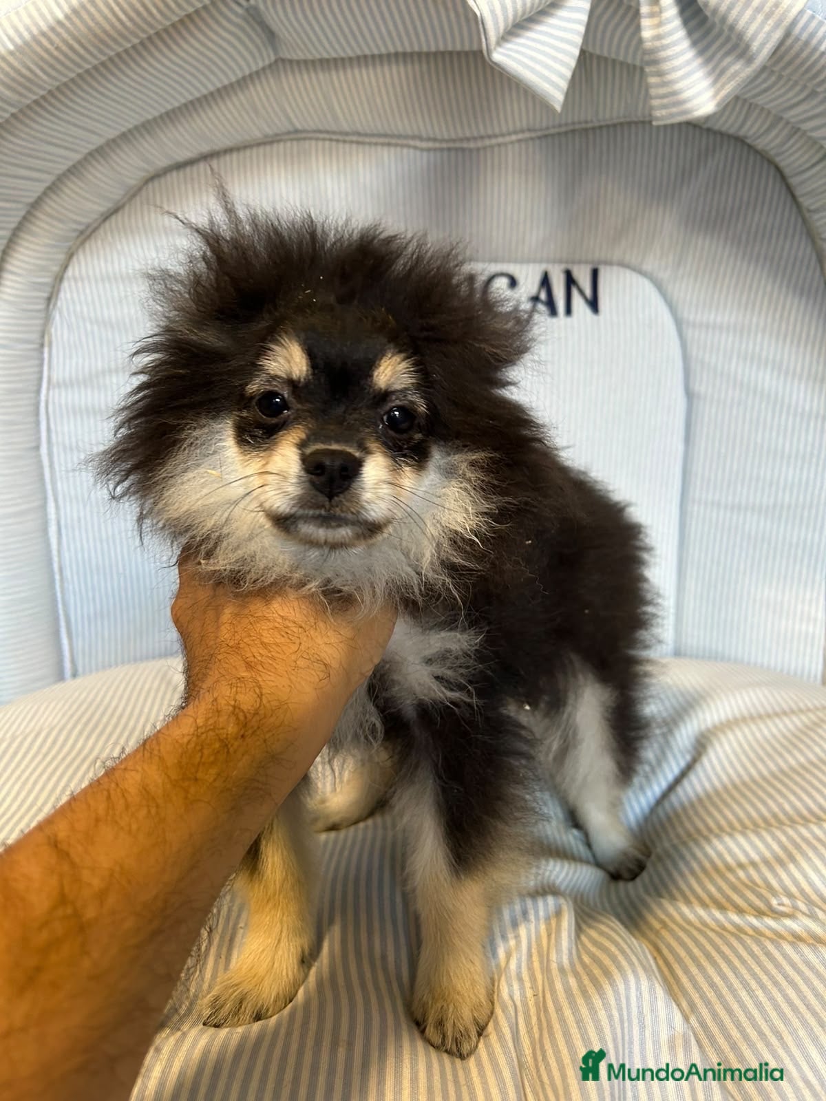 Pomerania perros CACHORRO POMERANIA - Anuncio 15