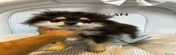 Pomerania perros en venta: CACHORRO POMERANIA - Anuncio 1