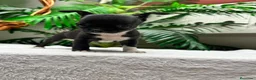 Chihuahua perros en venta: CHIHUAHUA HEMBRA - Anuncio 5