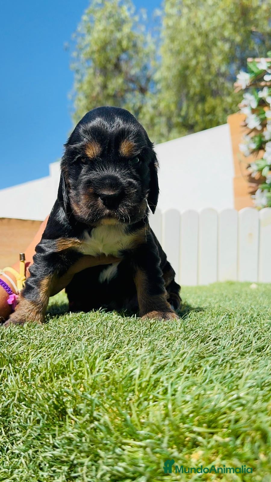 Cocker Spaniel Inglés perros en venta: COCKER SPANIEL INGLÉS  - Anuncio 1