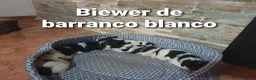 Biewer Yorkshire Terrier a la Pom Pon perros en venta: Cachorros de biewer con pedigree - Anuncio 3