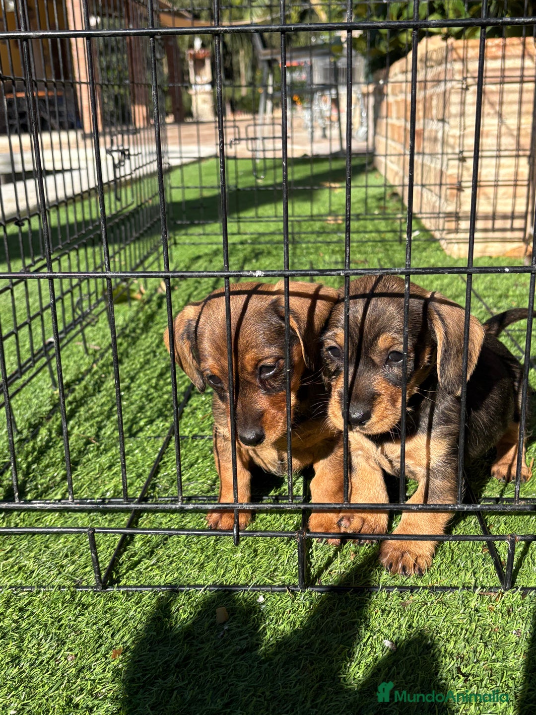 Teckel perros en venta: Cachorras de teckel standar  - Anuncio 5