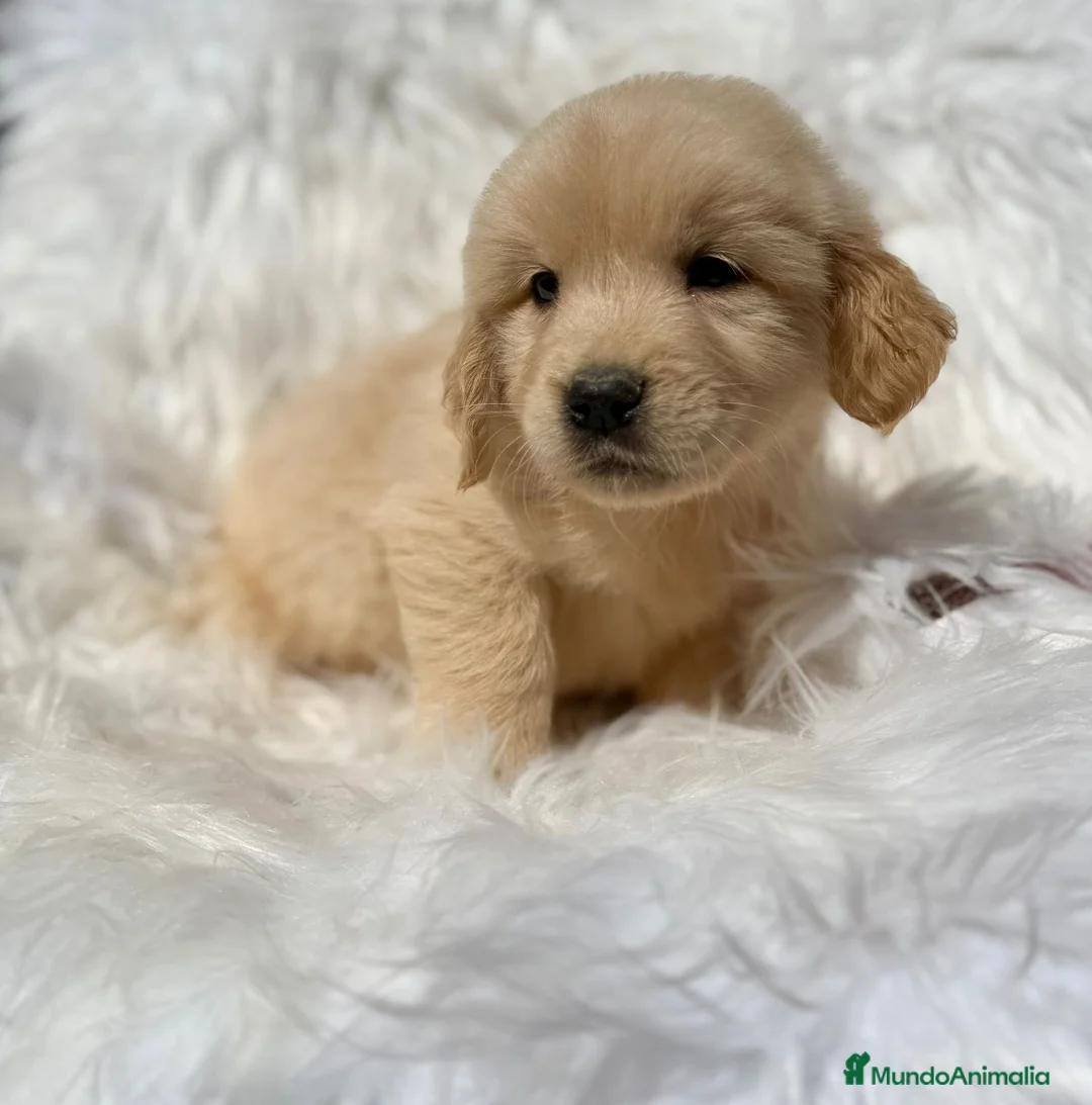 Golden Retriever perros en venta: GOLDEN RETRIEVER - Anuncio 2