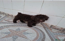 Perro de Agua Español perros en venta: Excelente camada de perro de Agua Español  - Imagen 5