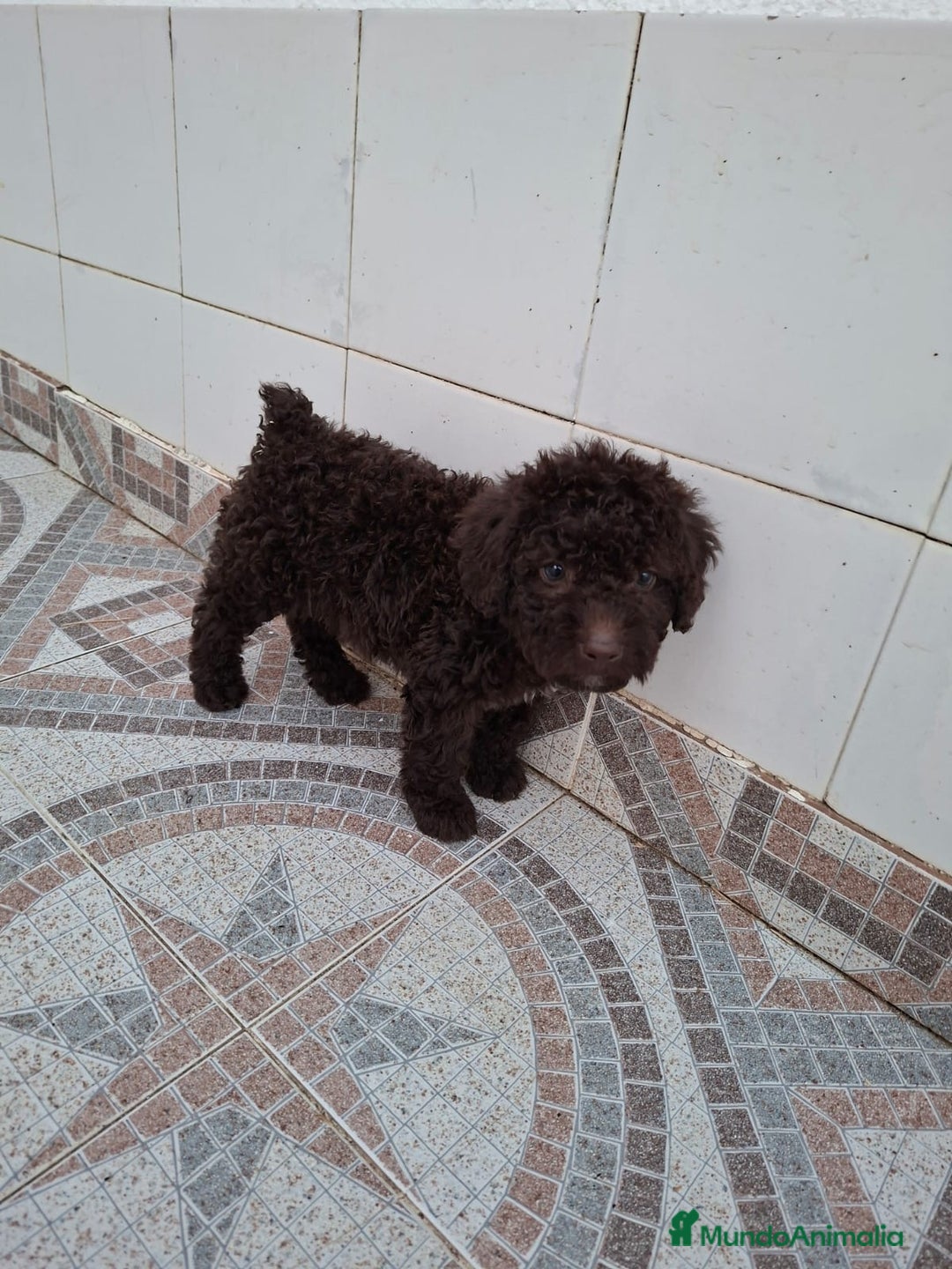 Perro de Agua Español perros en venta: Excelente camada de perro de Agua Español  - Imagen 5