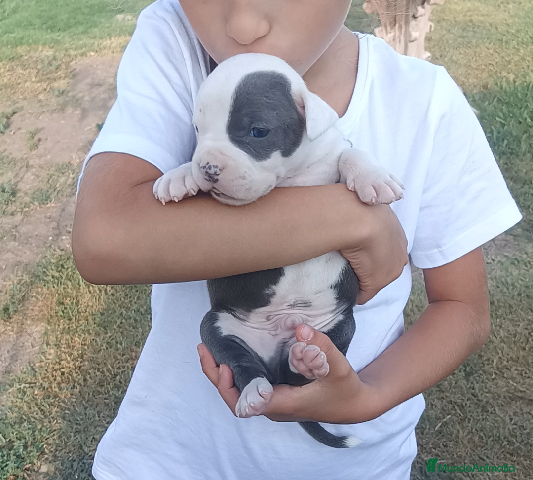 American Staffordshire-Terrier perros en venta: ✨American Staffordshire terrier con PEDIGREE!✨ - Imagen 1