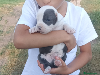 American Staffordshire-Terrier perros - Anuncio 5