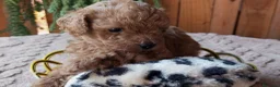 Caniche Toy perros en venta: Precioso caniche Toy Apricot/Rojo - Anuncio 3