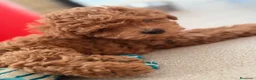 Caniche Toy perros en venta: CANICHE TOY 50% LÍNEA COREANA - Anuncio 1