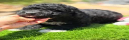 Perro de Agua Español perros en venta: Perro de agua español  - Anuncio 2