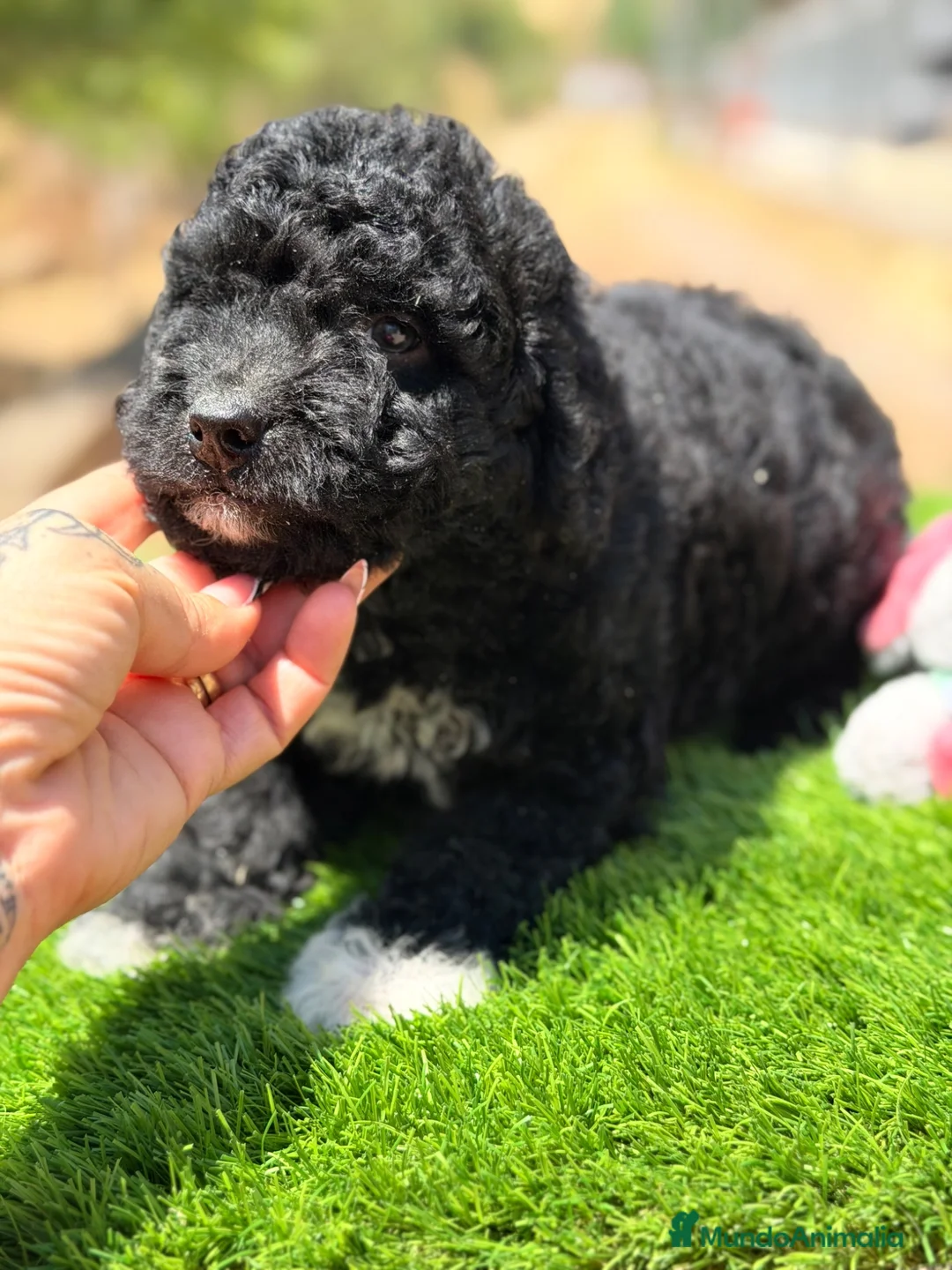 Perro de Agua Español perros en venta: Perro de agua español  - Anuncio 2