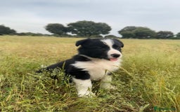Border Collie perros en venta: Border collie  - Imagen 2