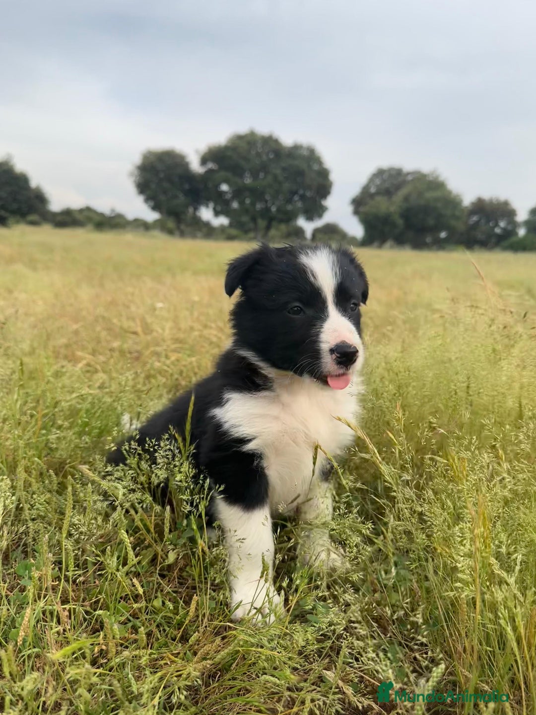Border Collie perros en venta: Border collie  - Imagen 2