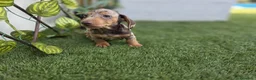 Teckel Miniatura perros en venta: TECKEL MINIATURA ARLEQUIN - Anuncio 2