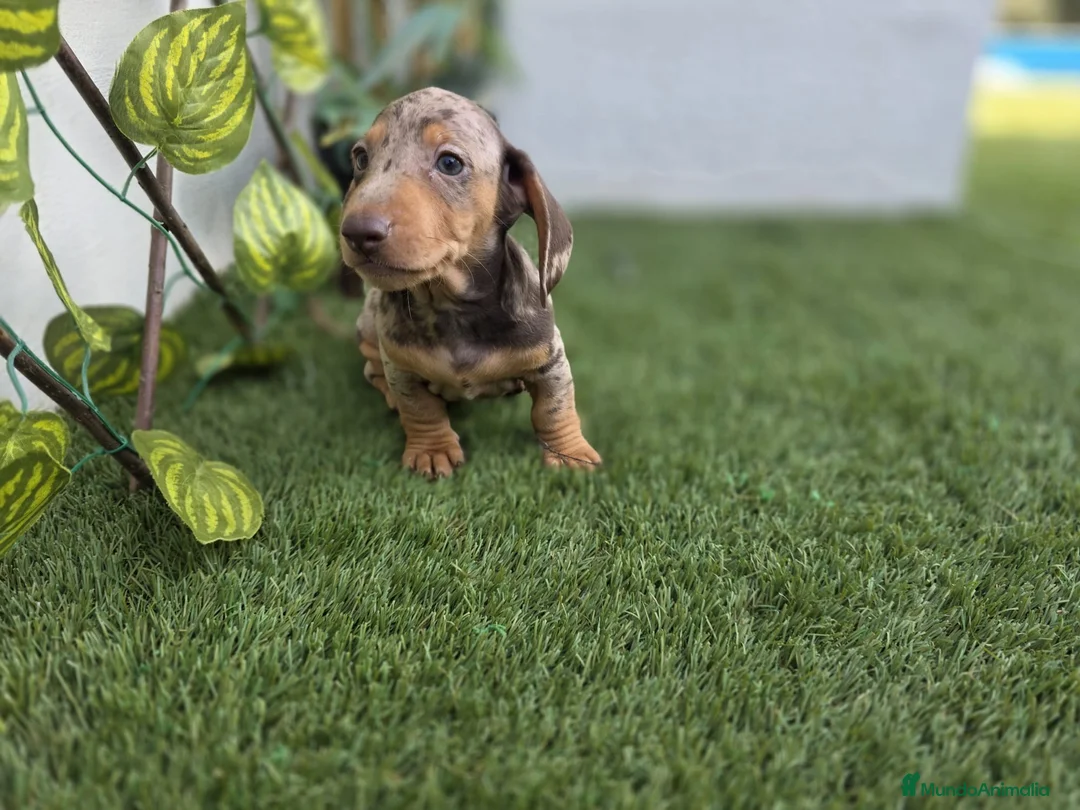 Teckel Miniatura perros en venta: TECKEL MINIATURA ARLEQUIN - Anuncio 2