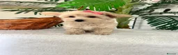 Maltipoo perros en venta: MALTIPOO HEMBRA - Anuncio 8