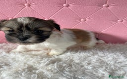 Shih Tzu perros en venta: Shih tzu hembra disponible!!!! - Anuncio 2