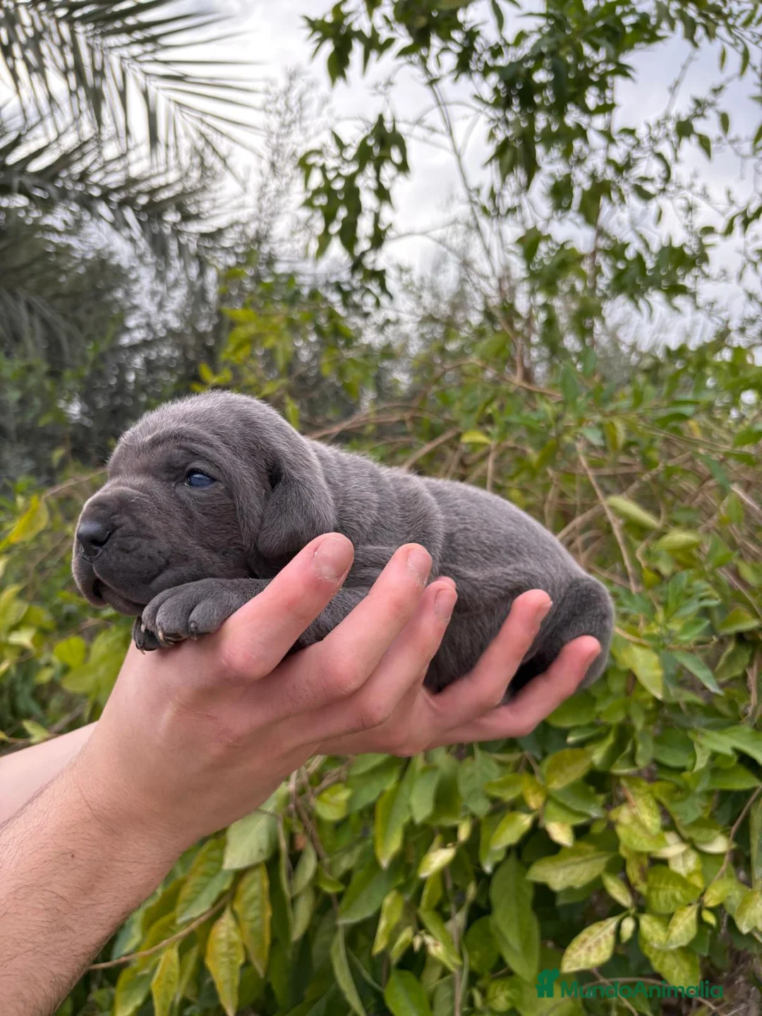 Cane Corso perros en venta: Cane Corso  - Anuncio 1