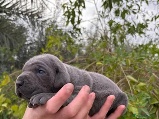 Cane Corso perros Cane Corso - Anuncio 1