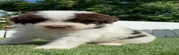 Perro de Agua Español perros en venta: PERRO DE AGUA ESPAÑOL - Anuncio 11