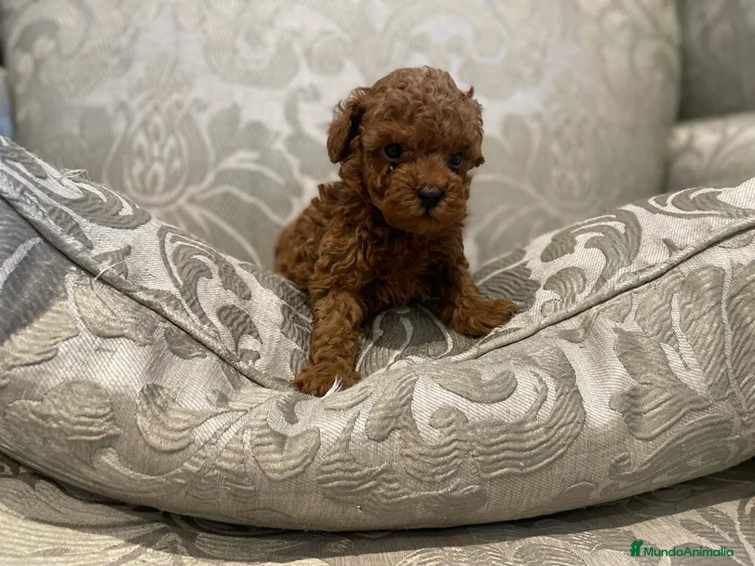 Caniche Toy perros en venta: caniche toy - Anuncio 2