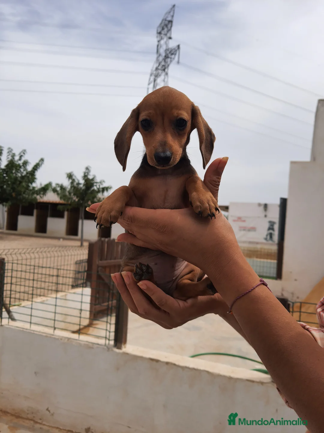 Teckel perros en venta: Teckel kanichen y mini - Anuncio 4