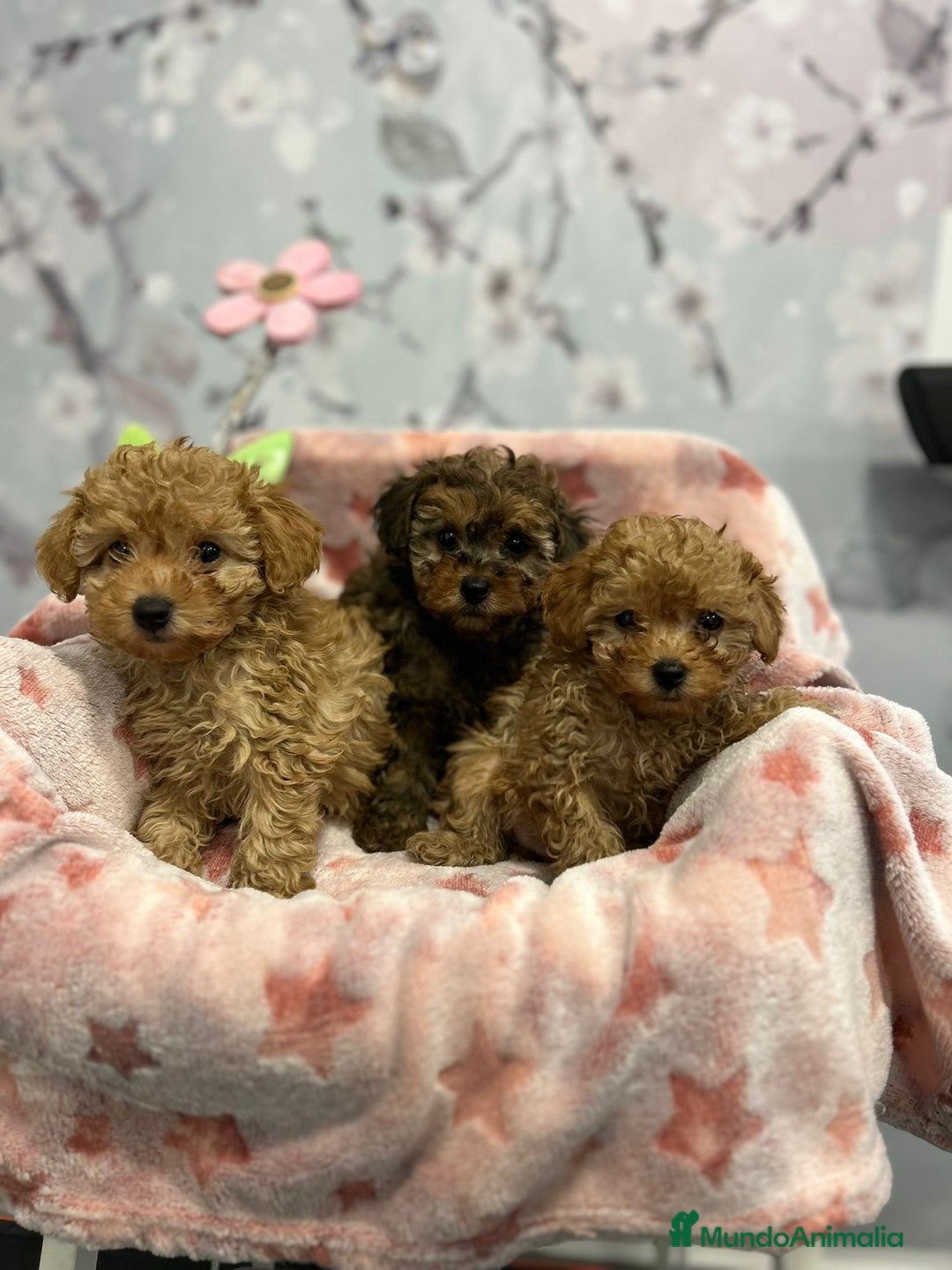 Caniche Toy perros en venta: Caniche toy  - Anuncio 2