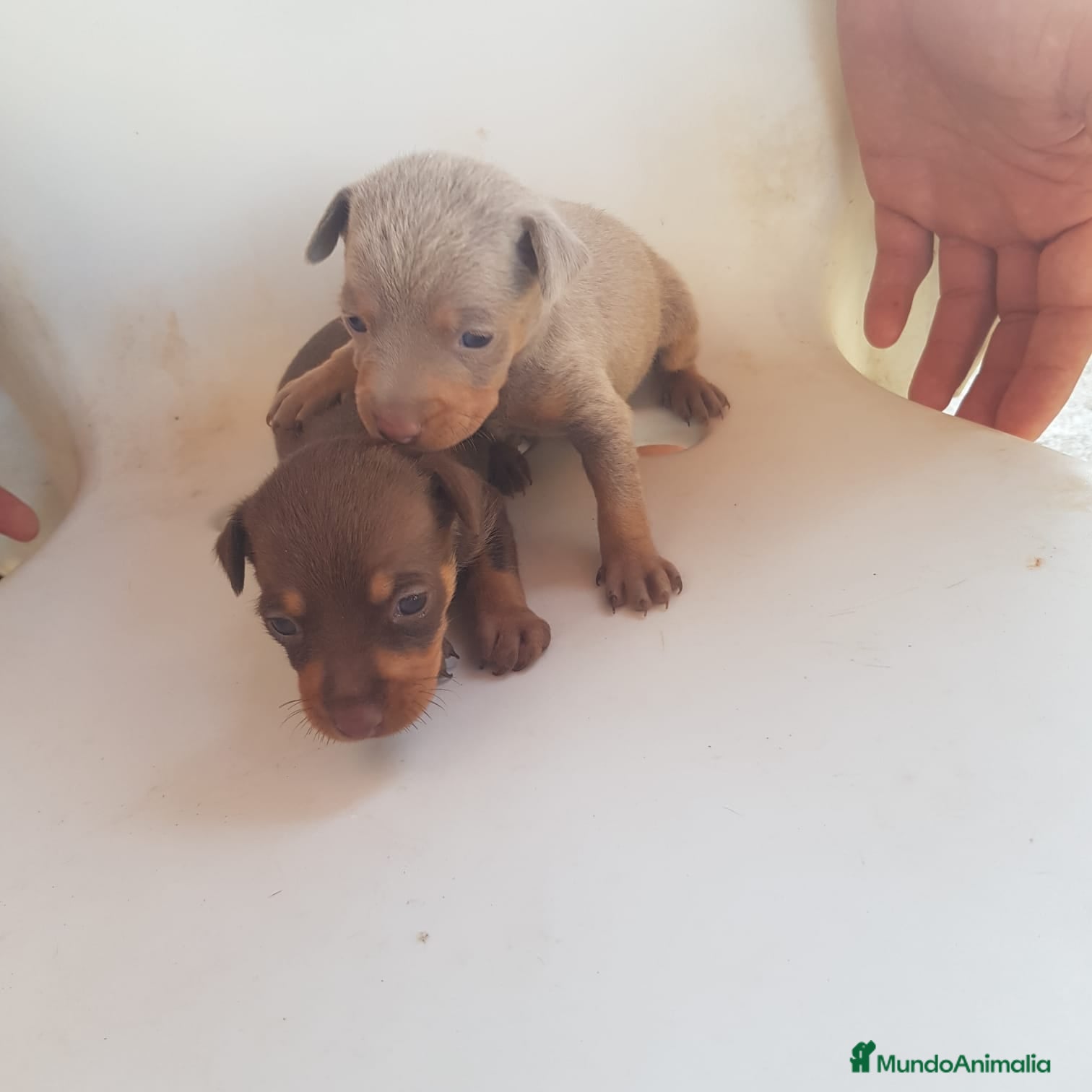 Ratón de Praga perros Hembra Isabella ratón de Praga  - Anuncio 1