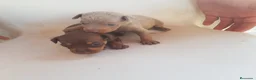 Ratón de Praga perros en venta: Hembra Isabella ratón de Praga  en Barcelona - Anuncio 1