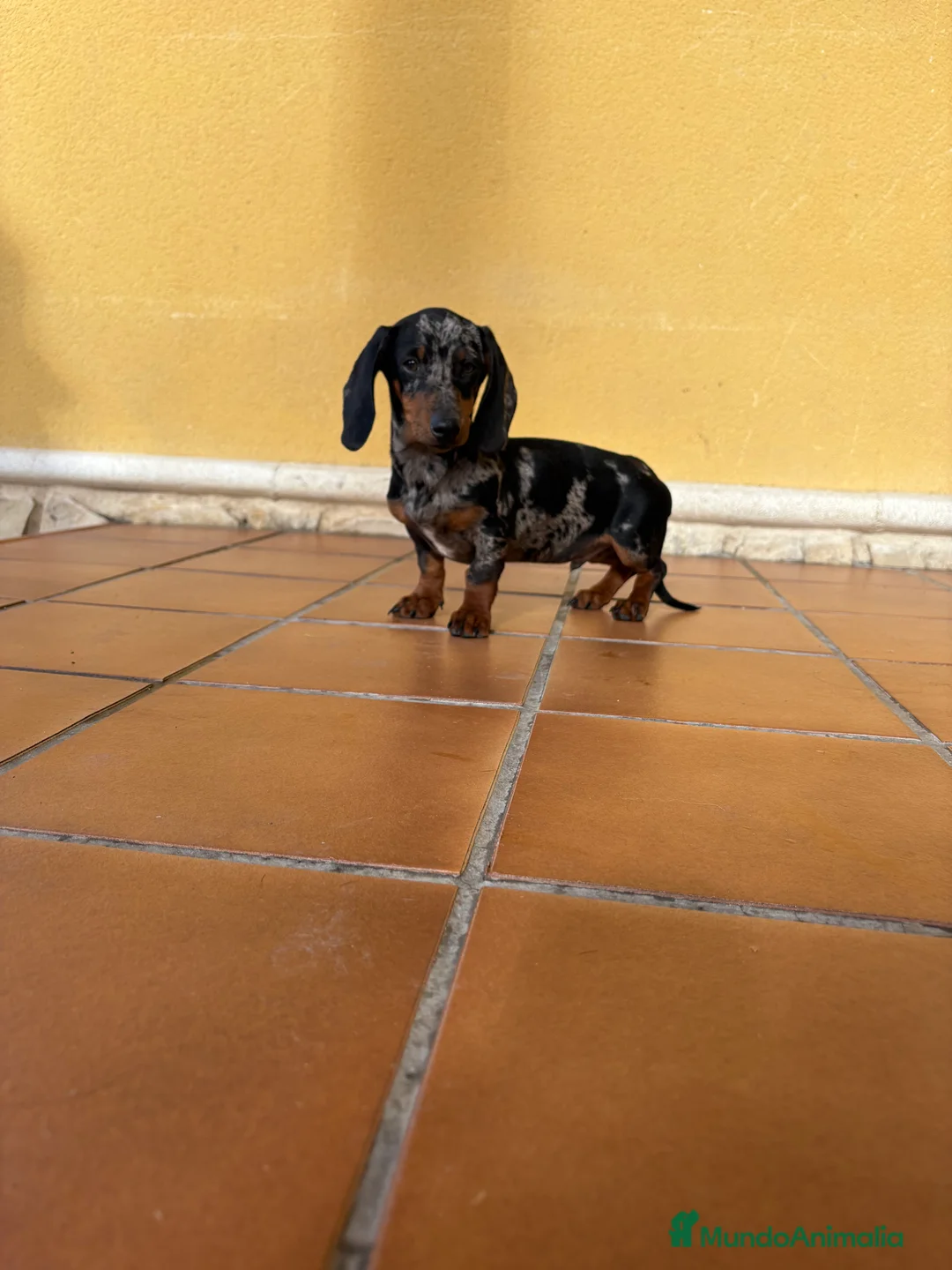 Teckel Miniatura perros en venta: Teckel miniatura macho arlequín Merle plata  - Anuncio 18