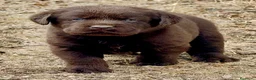 Labrador Retriever perros en venta: labrador chocolate  - Anuncio 6