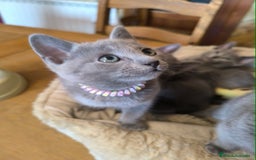Azul Ruso gatos en venta: Gatitos azul ruso  - Imagen 5