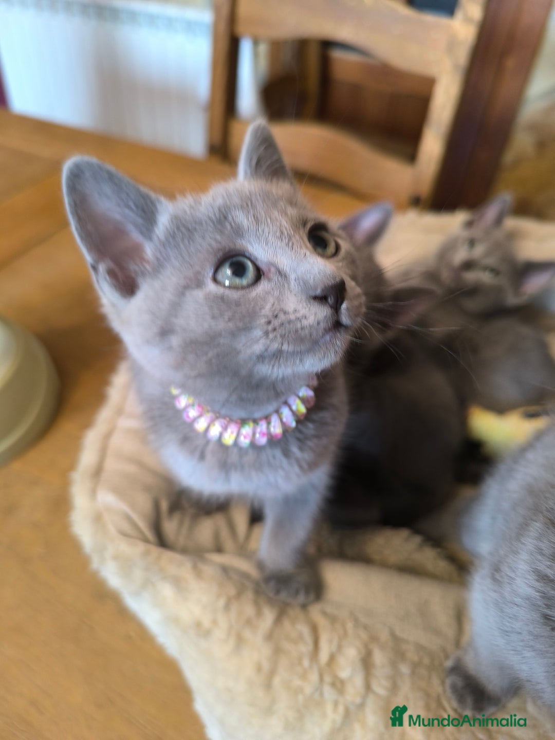 Azul Ruso gatos en venta: Gatitos azul ruso  - Imagen 5