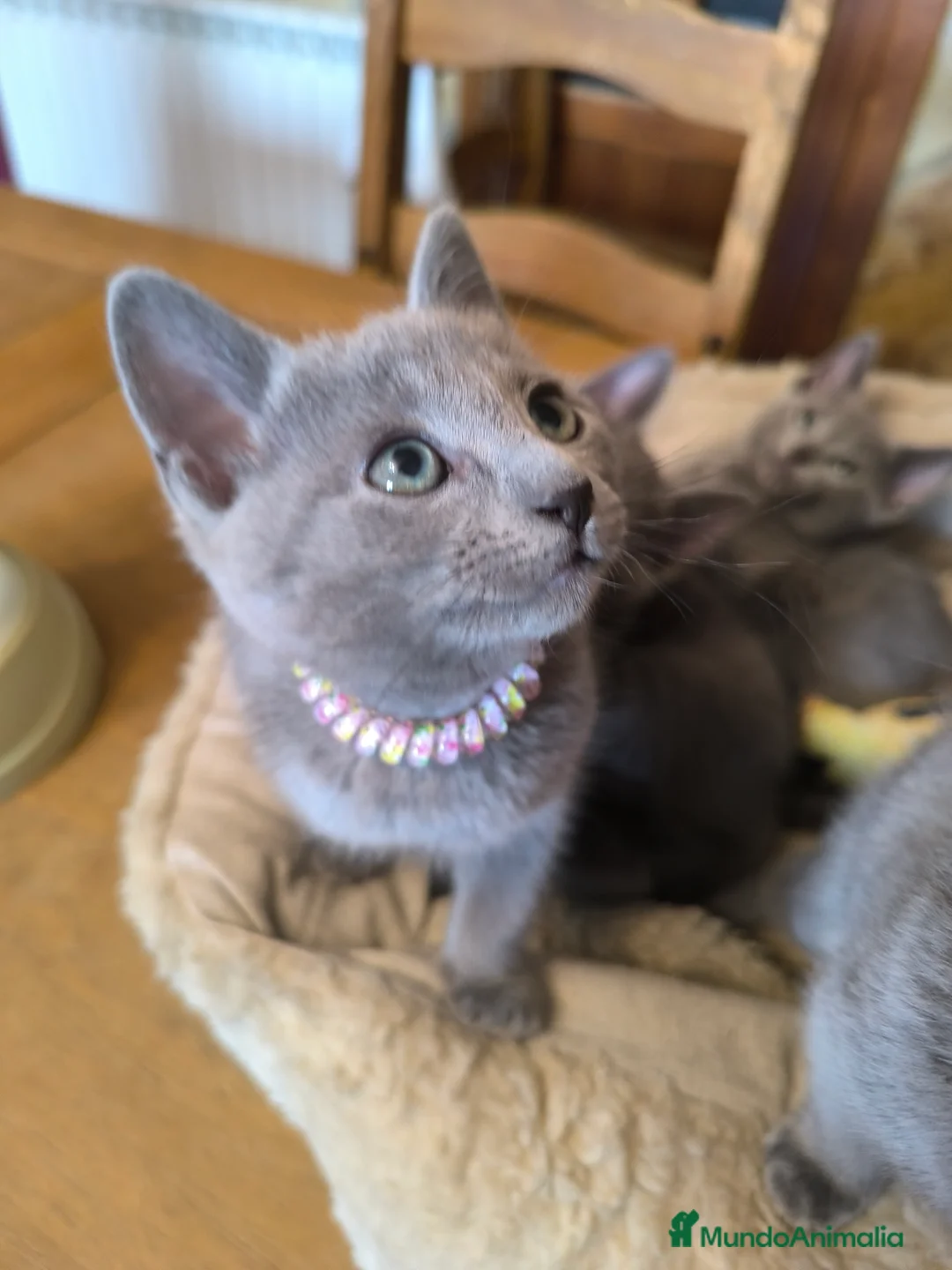 Azul Ruso gatos en venta: Gatitos azul ruso  - Anuncio 5