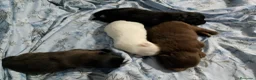 Pomchi perros en venta: Camada de pomchi  - Anuncio 4