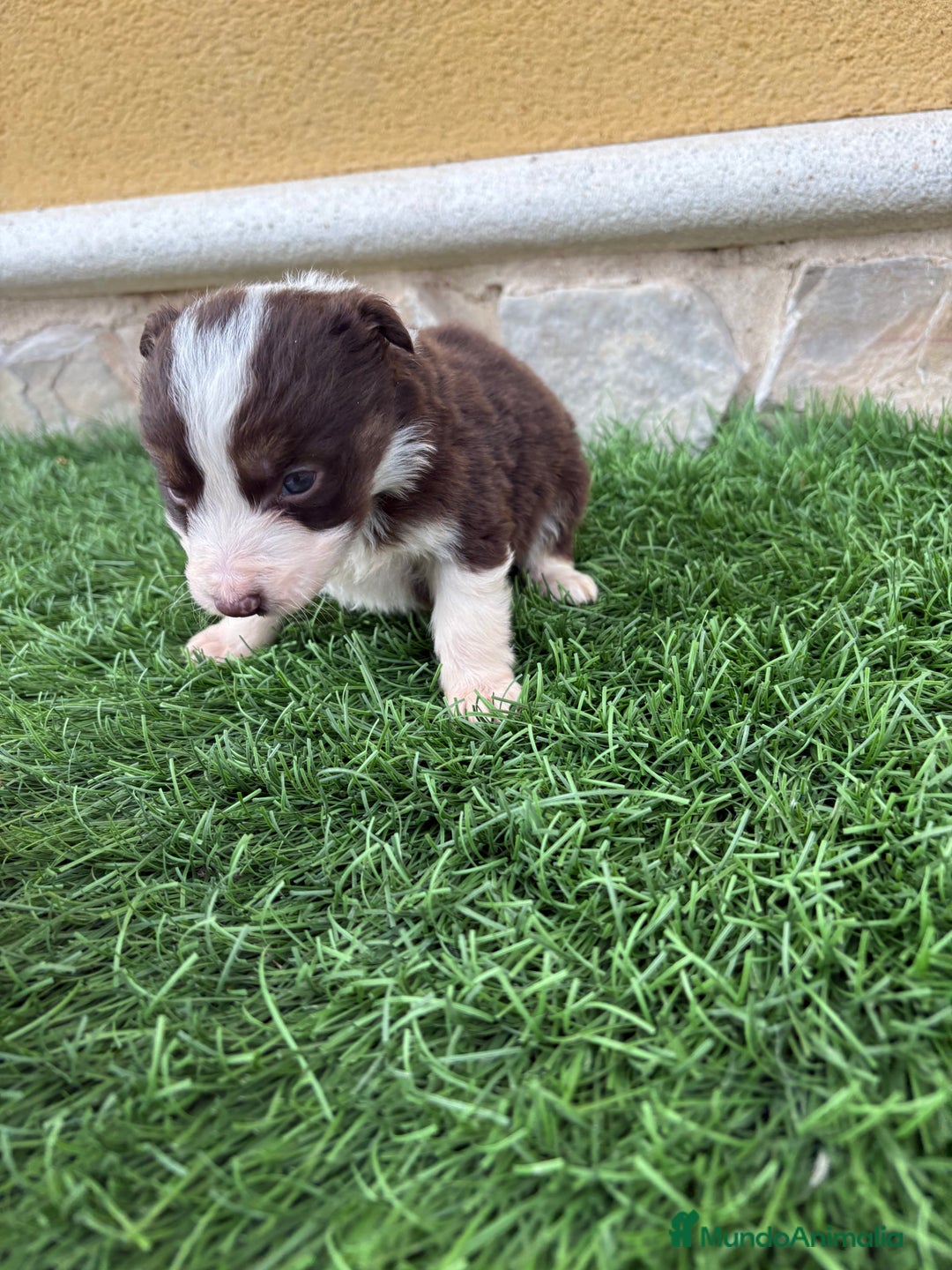 Border Collie perros en venta: Border Collie hembra chocolate  - Anuncio 13