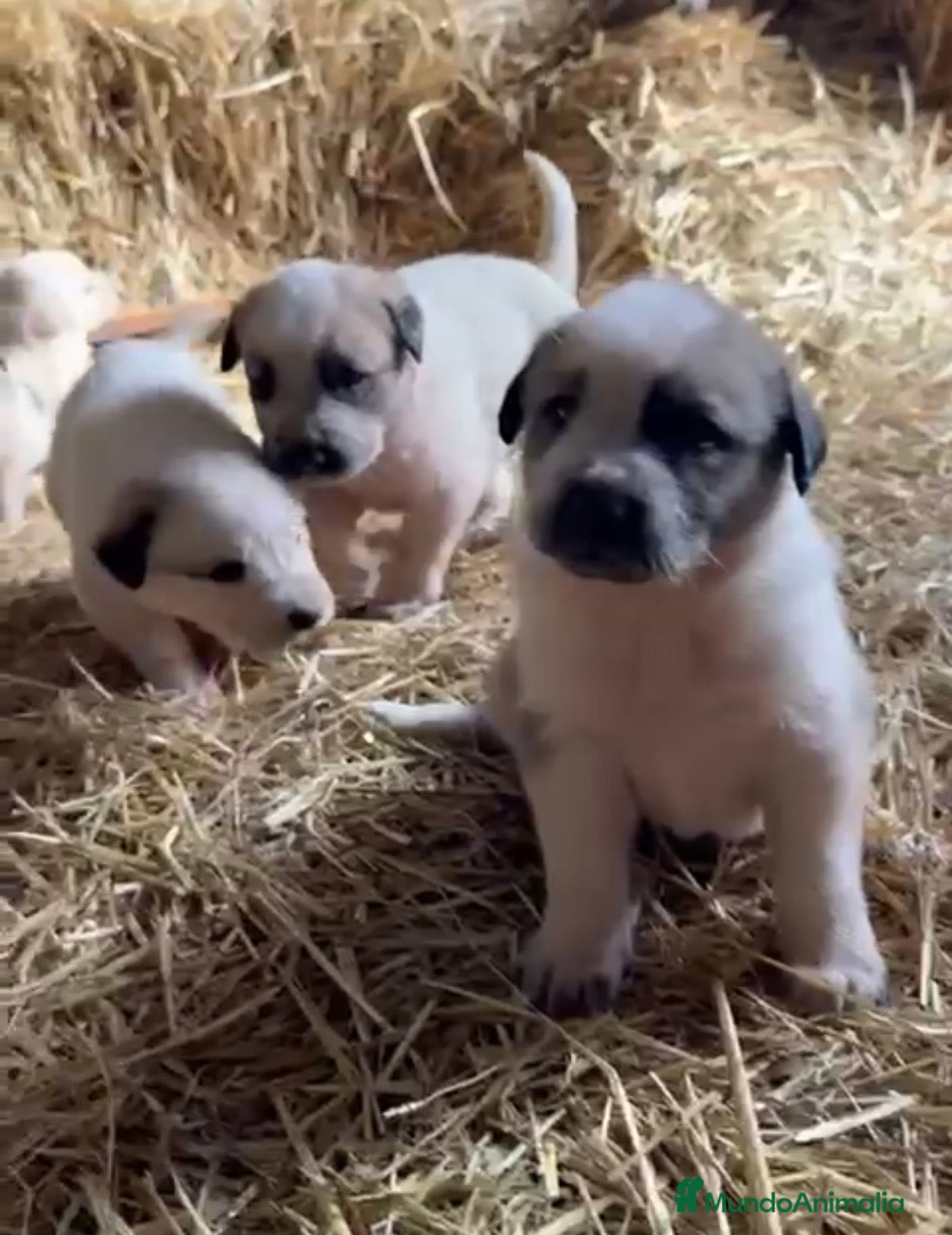 Mastín Español perros Mastin disponible para entregar - Anuncio 2