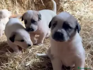 Mastín Español perros Mastin disponible para entregar - Anuncio 7