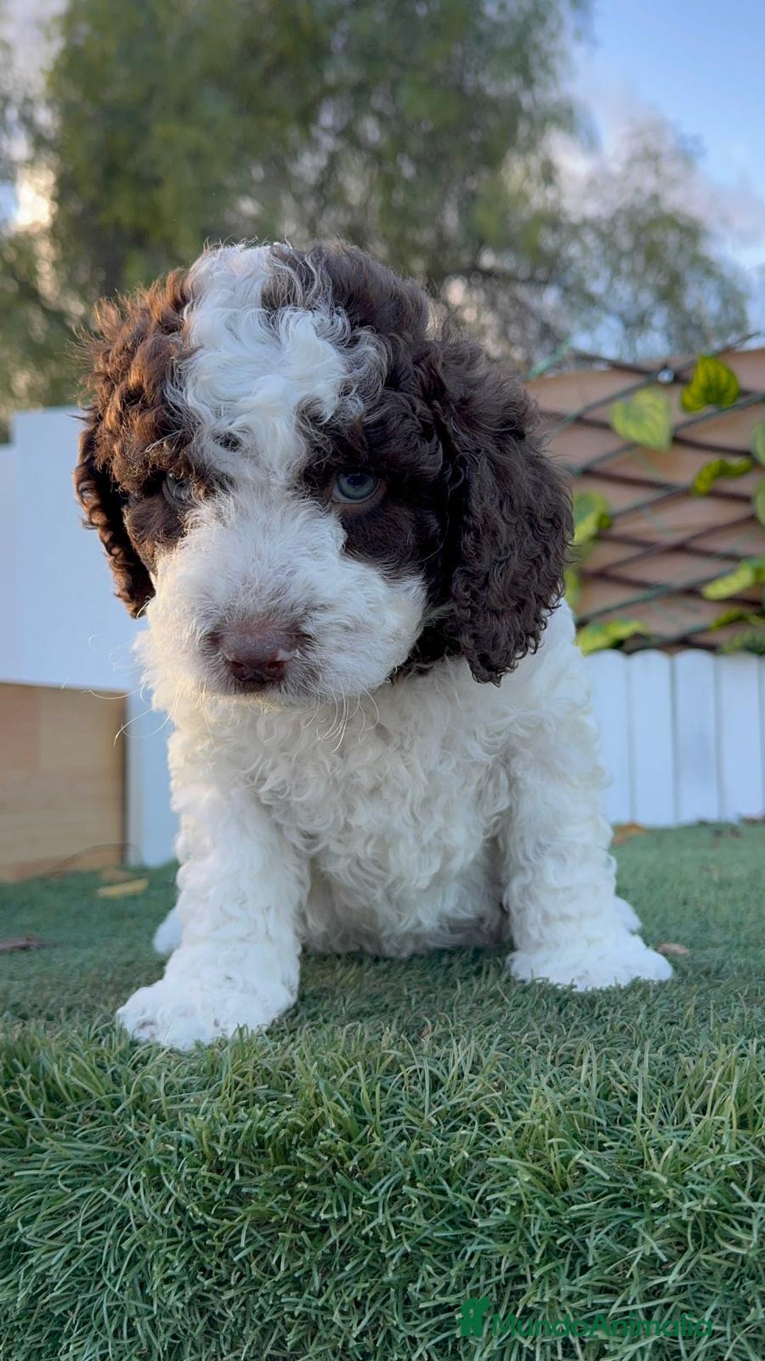 Perro de Agua Español perros en venta: PERRO DE AGUA ESPAÑOL - Anuncio 16