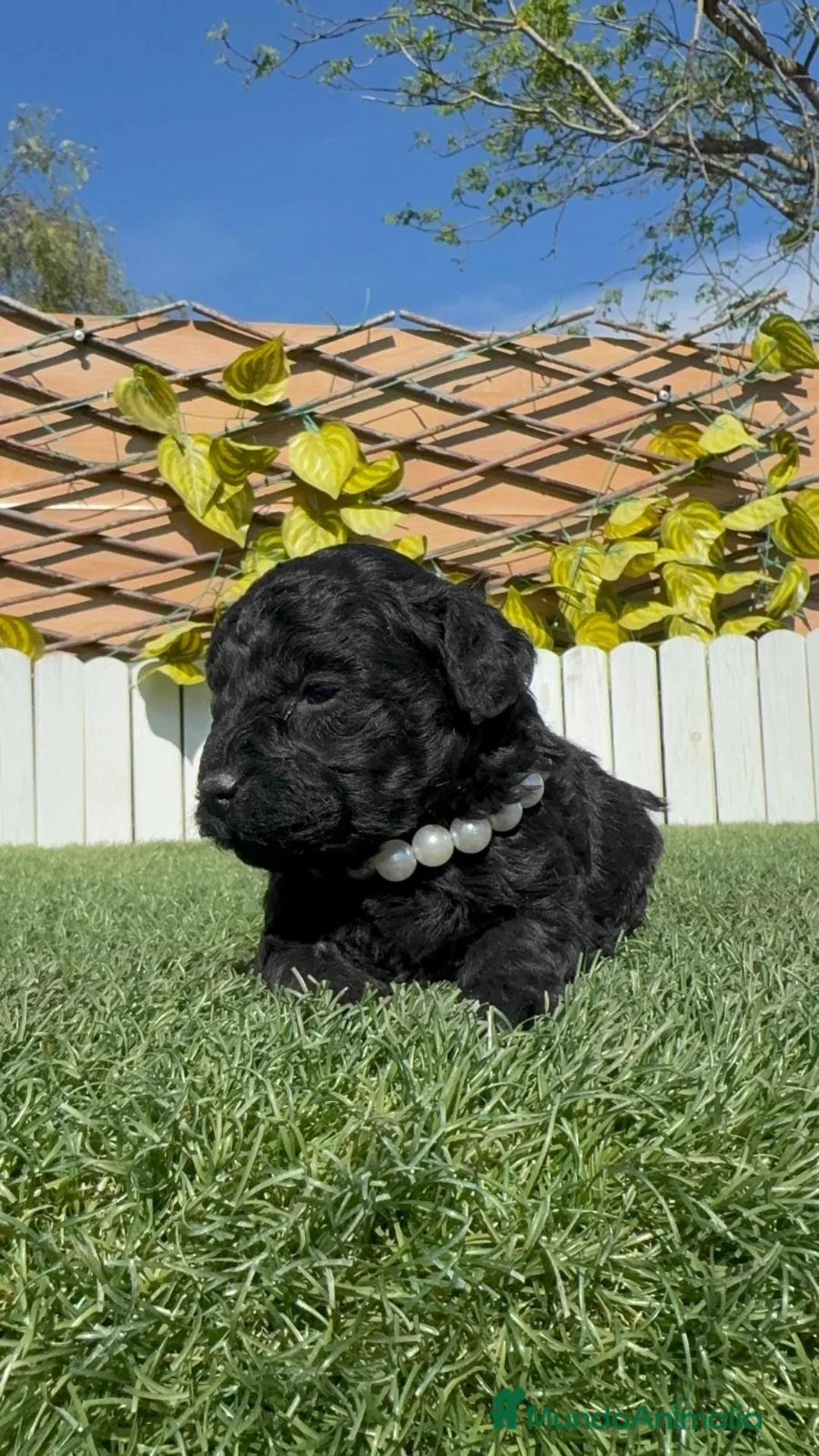 Caniche Toy perros en venta: CANICHE TOY - Anuncio 2