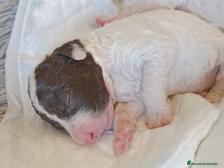 Perro de Agua Español perros - Anuncio 8