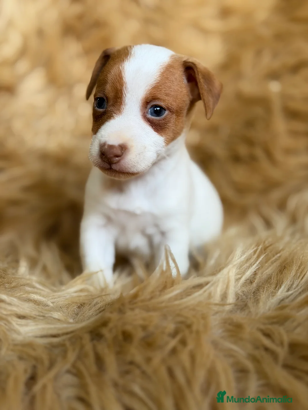 Jack Russell Terrier perros en venta: Jack Russell bicolor  - Anuncio 7