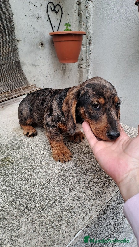 Teckel perros Teckel - Anuncio 2