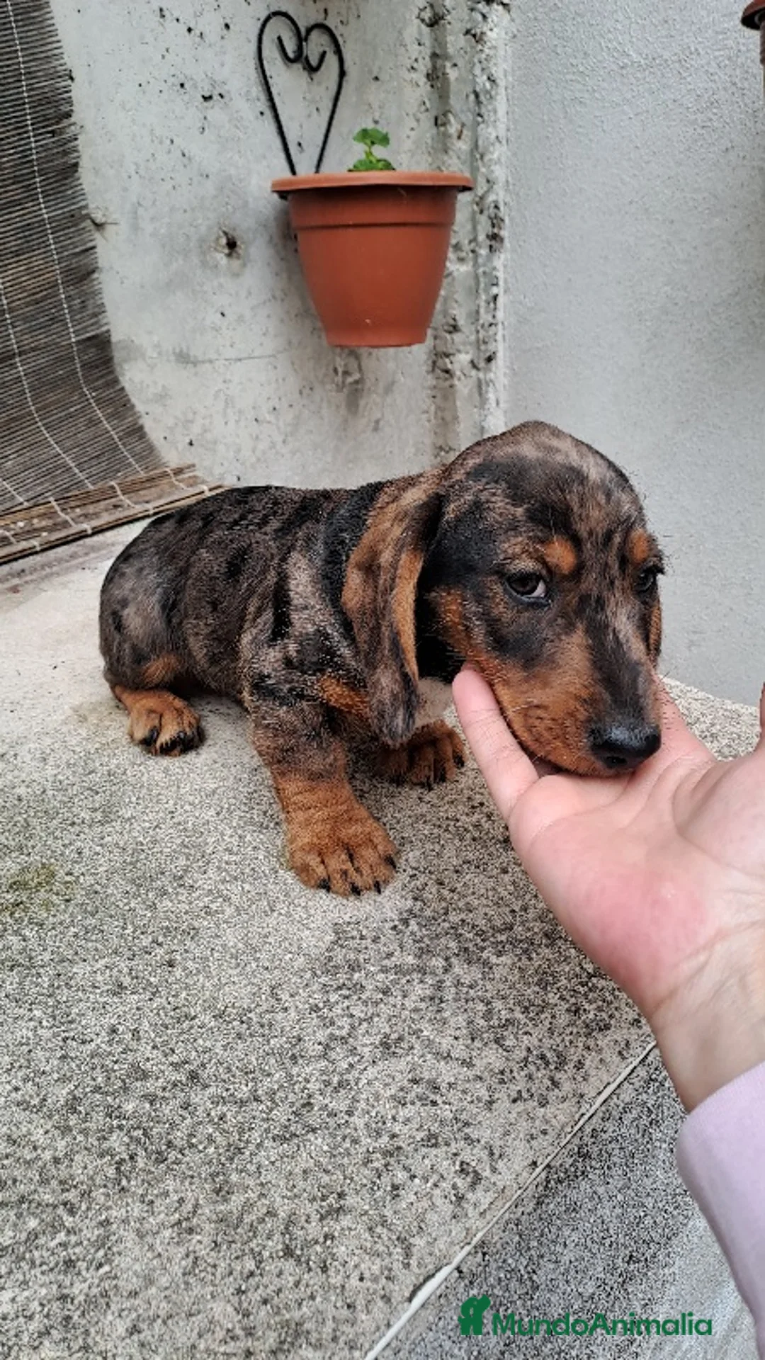 Teckel perros en venta: Teckel - Anuncio 1