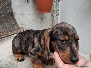 Teckel perros Teckel - Anuncio 3